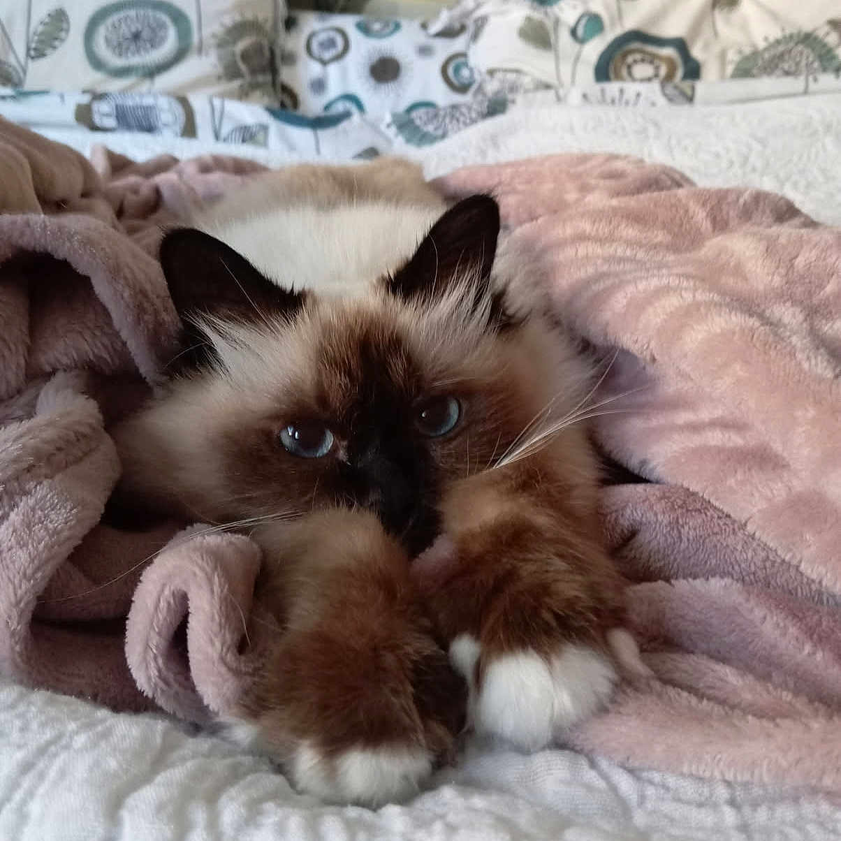 Gucci a rejoint le concours — aidez-le/la à gagner de superbes lots ! animal, bed, blanket, blue_eyes, cat, cozy, cute, fluffy, fur, home, indoor, patterned_pillow, paws, pet, pink, relaxing, resting, sleepy, soft, white