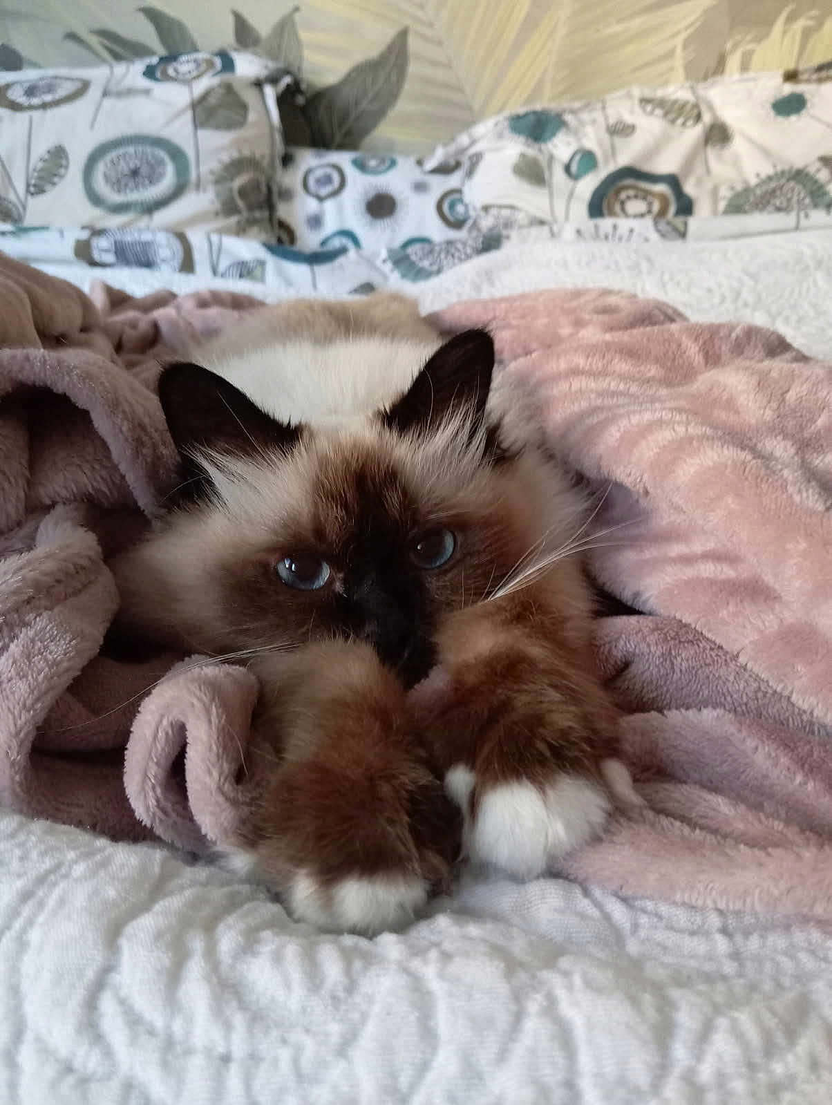 Gucci a rejoint le concours — aidez-le/la à gagner de superbes lots ! cat, fluffy, blue_eyes, paws, blanket, bed, cozy, indoor, resting, cute, pet, fur, pink, white, patterned_pillow, home, animal, relaxing, soft, sleepy