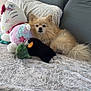 Gucci is registered to the contest to win money with this photo: dog, bed, plush_toys, hello_kitty, pillow, bedspread, stuffed_animal, animal, furry, relaxing, indoor, cozy, cute, pet, toy, sleepy, fur, resting, brown, small_dog