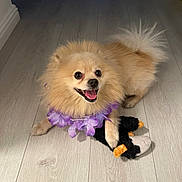 Gucci is registered to the contest to win money with this photo: dog, pomeranian, toy, purple_flower_lei, pet, indoor, light_wood_floor, fluffy, happy, playful, small_dog, animal, cute, smiling, pet_toy, domestic_animal, lying_down, fur, canine, companion