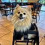 Gucci is registered to the contest to win money with this photo: dog, pomeranian, high_chair, indoor, cafe, tile_floor, table, chair, pet, cute, fluffy, smiling, animal, small_dog, furniture, window, daylight, black_chair, happy, domestic_animal