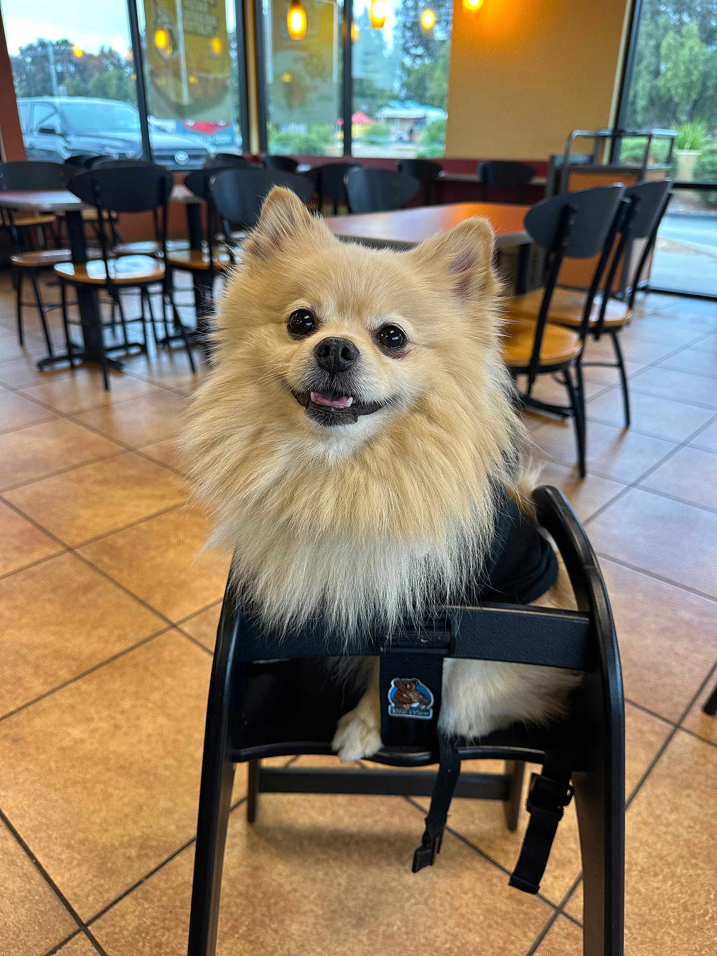 Gucci is registered to the contest to win money with this photo: dog, pomeranian, high_chair, indoor, cafe, tile_floor, table, chair, pet, cute, fluffy, smiling, animal, small_dog, furniture, window, daylight, black_chair, happy, domestic_animal