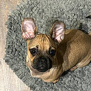 Gimli is registered to the contest to win money with this photo: french_bulldog, puppy, dog, brown, ears, looking_up, rug, gray_rug, textured_rug, wooden_floor, flooring, pet, animal, indoor, cute, small_dog, companion, domestic_animal, sitting, curious