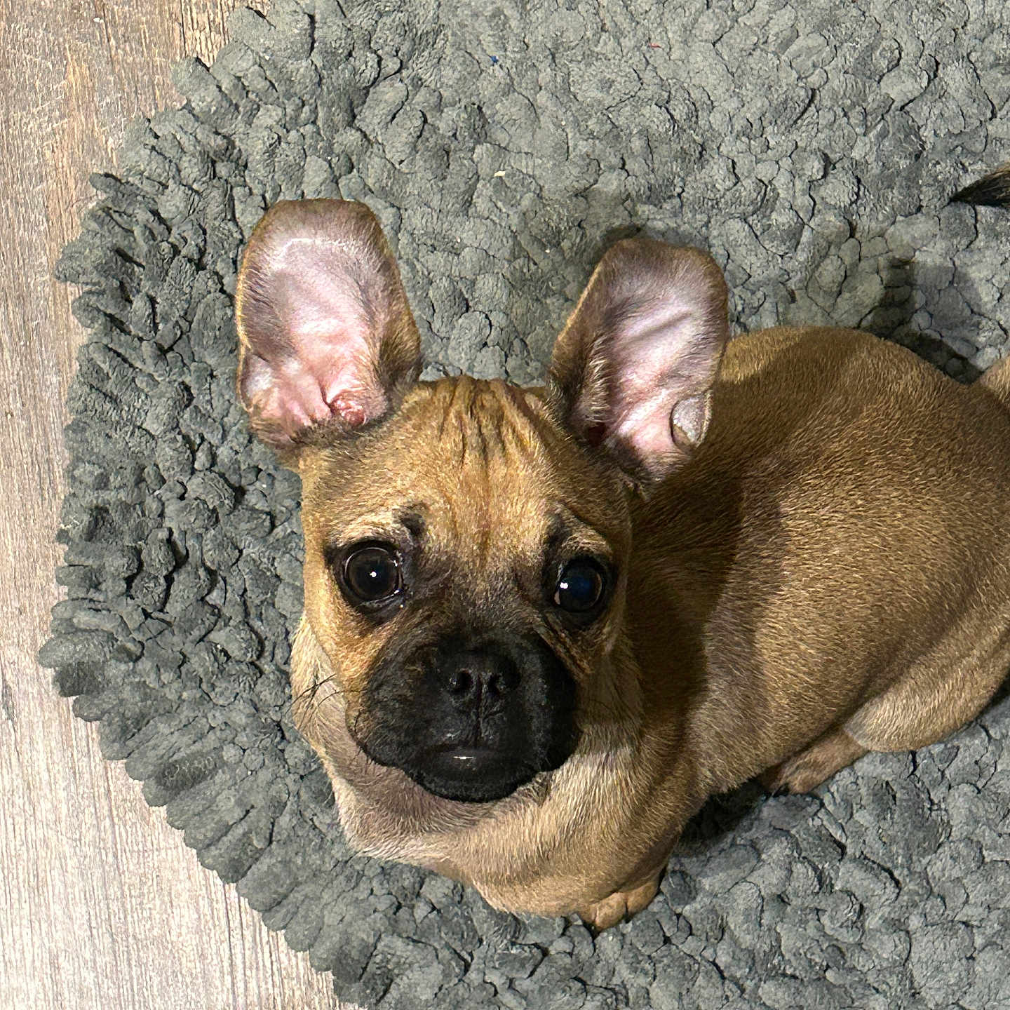 Gimli is registered to the contest to win money with this photo: french_bulldog, puppy, dog, brown, ears, looking_up, rug, gray_rug, textured_rug, wooden_floor, flooring, pet, animal, indoor, cute, small_dog, companion, domestic_animal, sitting, curious