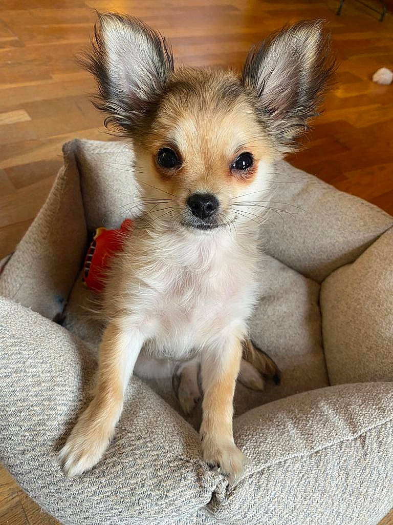 Elvis a rejoint le concours — aidez-le/la à gagner de superbes lots ! canidae, carnivore, comfort, companion_dog, couch, dog, dog_breed, dog_supply, ear, fawn, fur, paw, snout, sporting_group, tail, terrestrial_animal, toy_dog, whiskers, working_animal