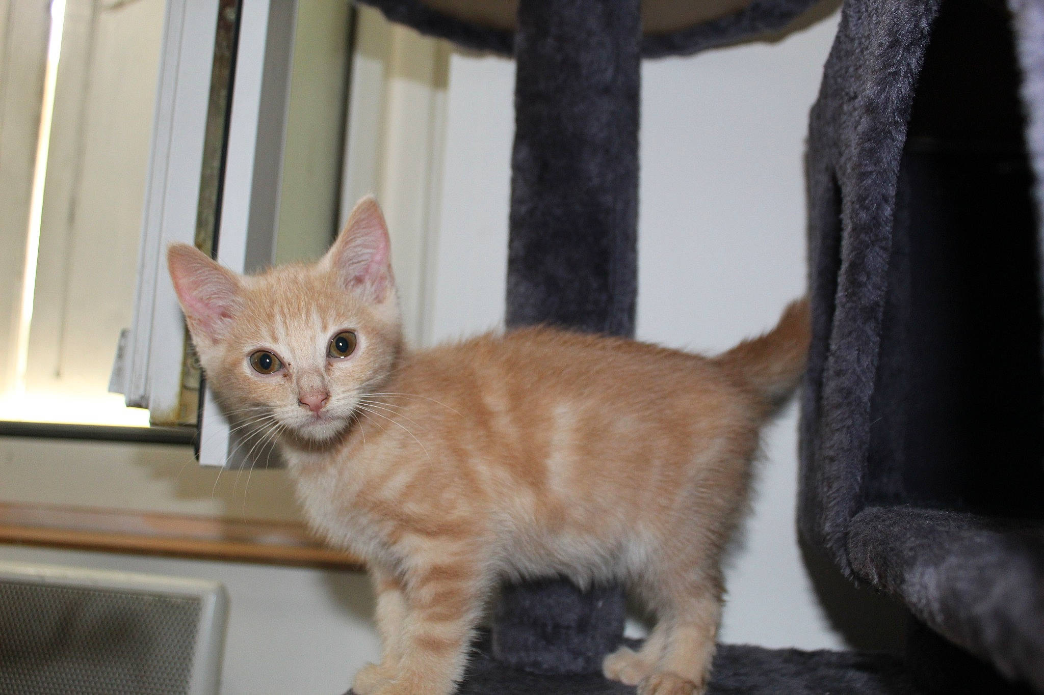 Magic a rejoint le concours — aidez-le/la à gagner de superbes lots ! aegean_cat, arabian_mau, asian, australian_mist, carnivore, cat, domestic_short_haired_cat, european_shorthair, fawn, felidae, german_rex, kitten, mammal, munchkin, ojos_azules, polydactyl_cat, small_to_medium_sized_cats, tabby_cat, vertebrate, whiskers