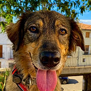 Luna participe au concours pour gagner de l'argent avec cette photo : animal, brown_eyes, building, canine, close_up, daytime, dog, ears, face, fur, happy, leash, muzzle, nature, outdoor, pet, red_harness, sunlight, tongue, tree