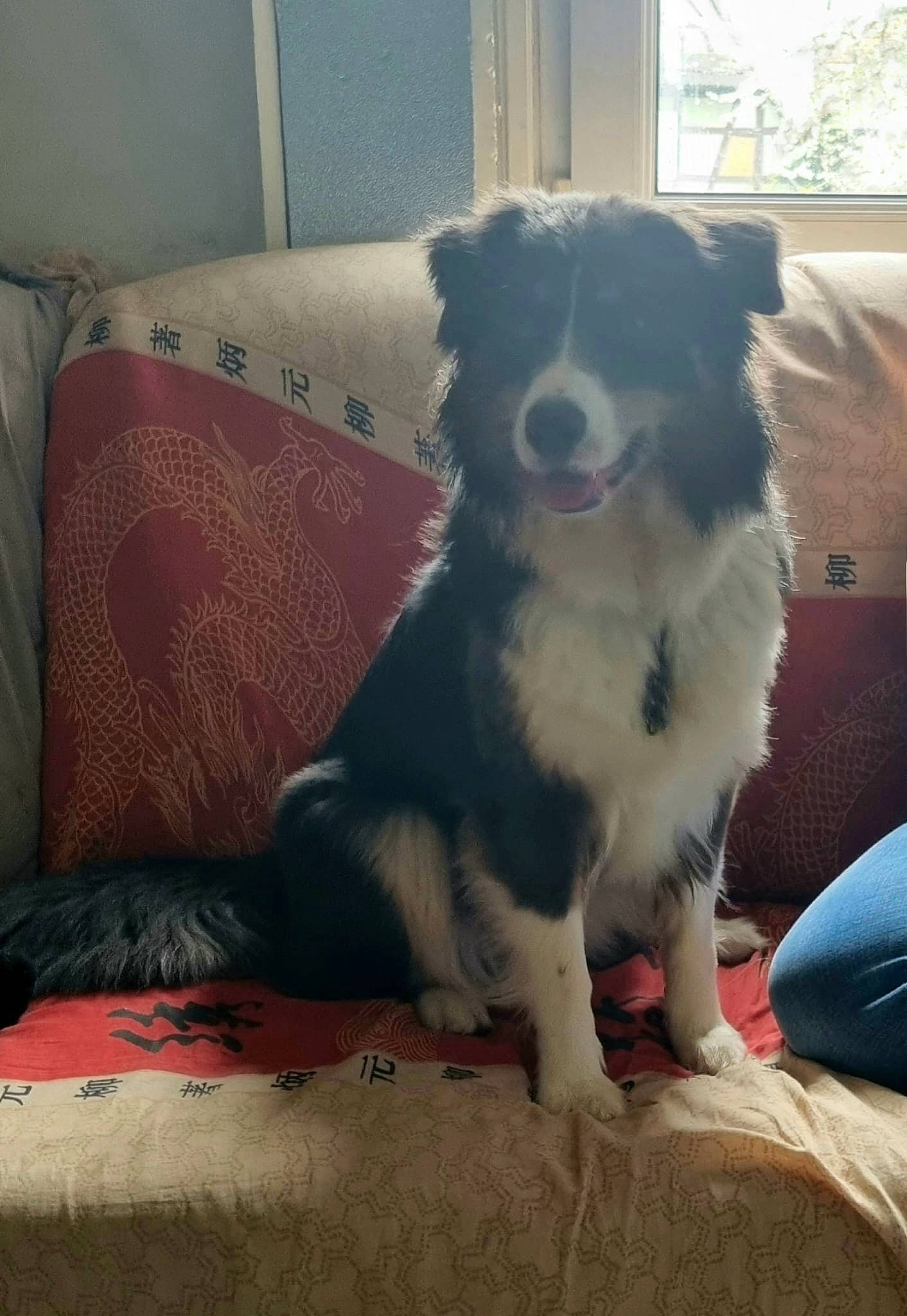 Bella participe au concours pour gagner de l'argent avec cette photo : australian_shepherd, border_collie, canidae, carnivore, chair, comfort, companion_dog, couch, dog, dog_breed, fur, herding_dog, linens, snout, sporting_group, texas_heeler, tints_and_shades, window, working_animal, working_dog