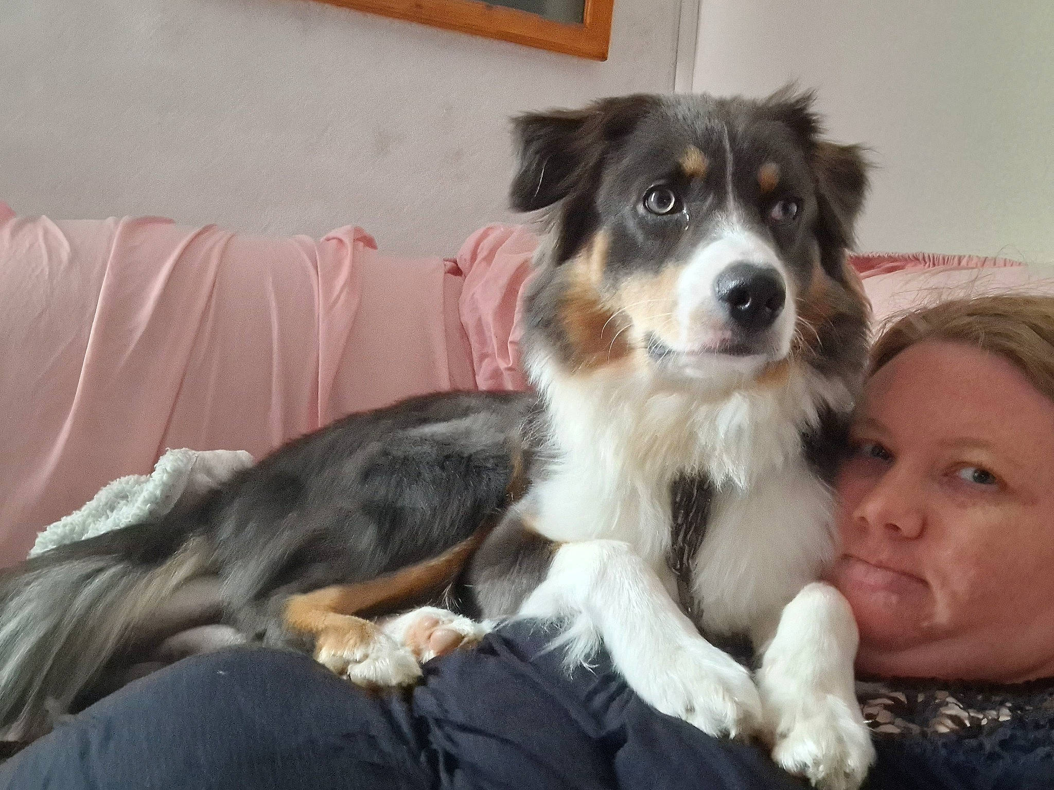 Bella participe au concours pour gagner de l'argent avec cette photo : australian_collie, border_collie, canidae, carnivore, comfort, companion_dog, dog, dog_breed, fur, herding_dog, miniature_australian_shepherd, puppy, snout, sporting_group, toy_dog, whiskers, working_animal, working_dog