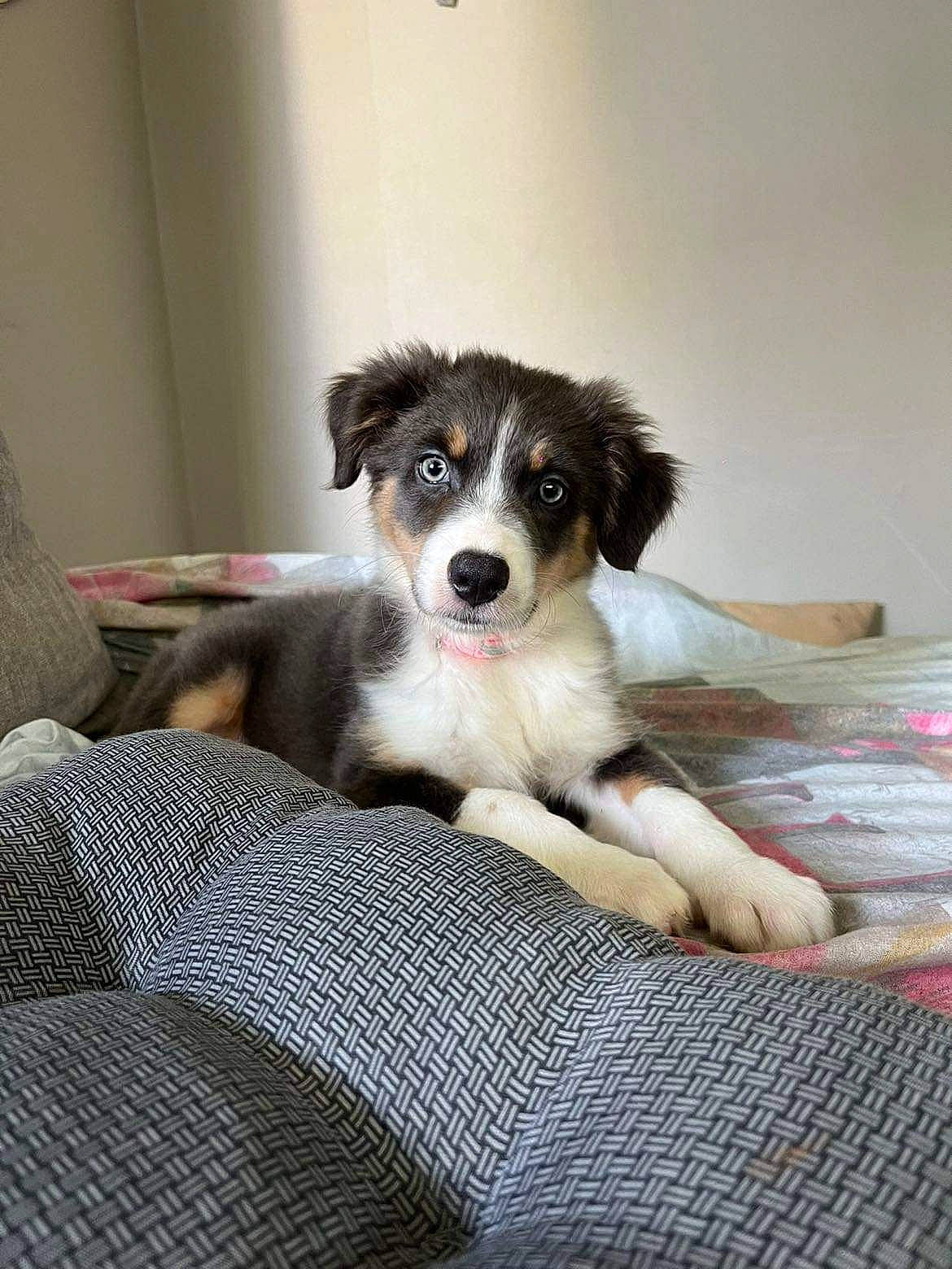 Bella participe au concours pour gagner de l'argent avec cette photo : australian_shepherd, ball, bored, carnivore, comfort, companion_dog, dog, dog_breed, fur, herding_dog, linens, pattern, room, terrestrial_animal, toy_dog, whiskers, working_animal, working_dog