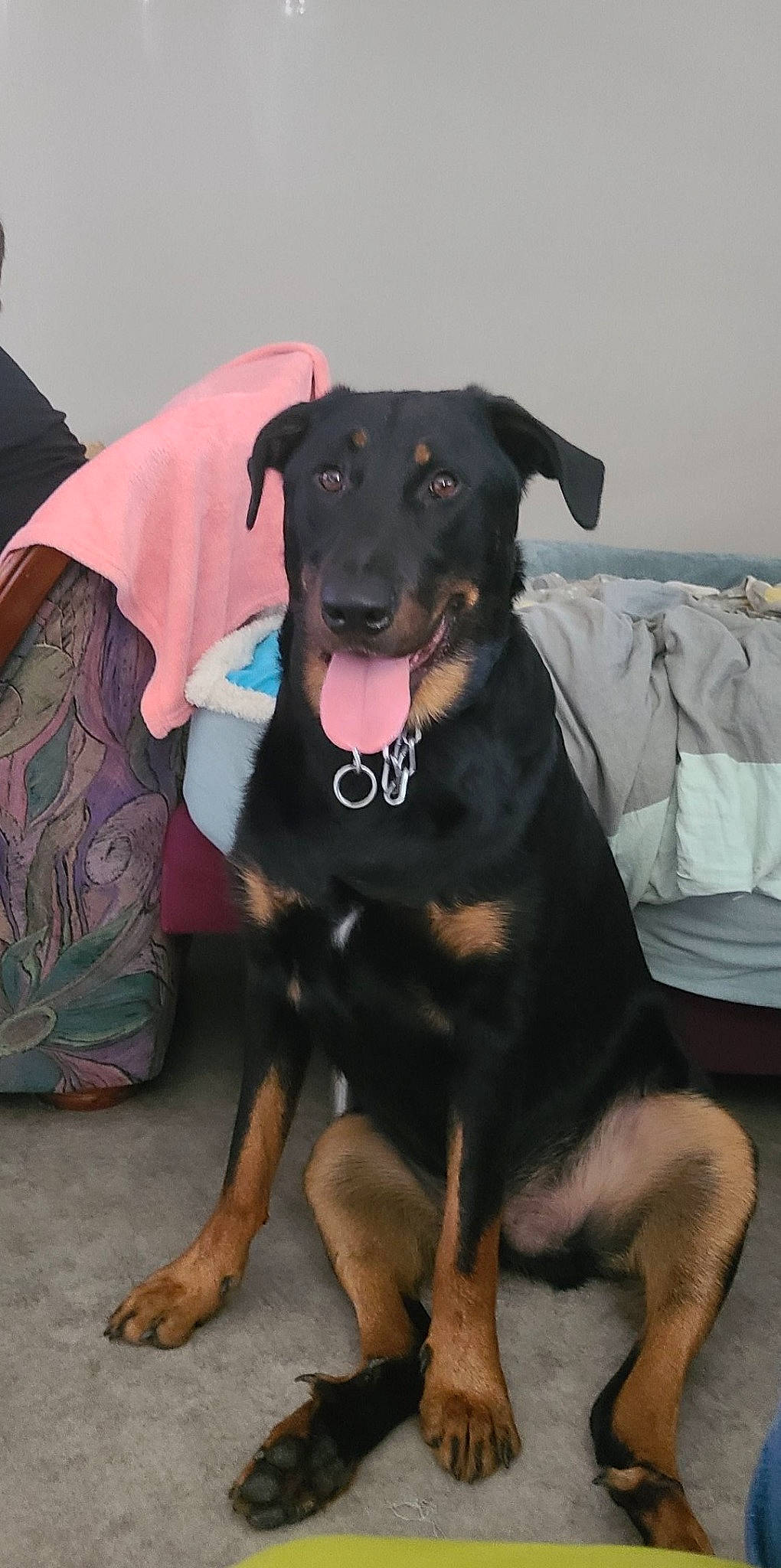 Denver participe au concours pour gagner de l'argent avec cette photo : canidae, carnivore, collar, companion_dog, dog, dog_breed, dog_collar, dog_supply, fawn, foot, guard_dog, hunting_dog, pet_supply, sleeve, snout, sporting_group, t_shirt, working_animal, working_dog