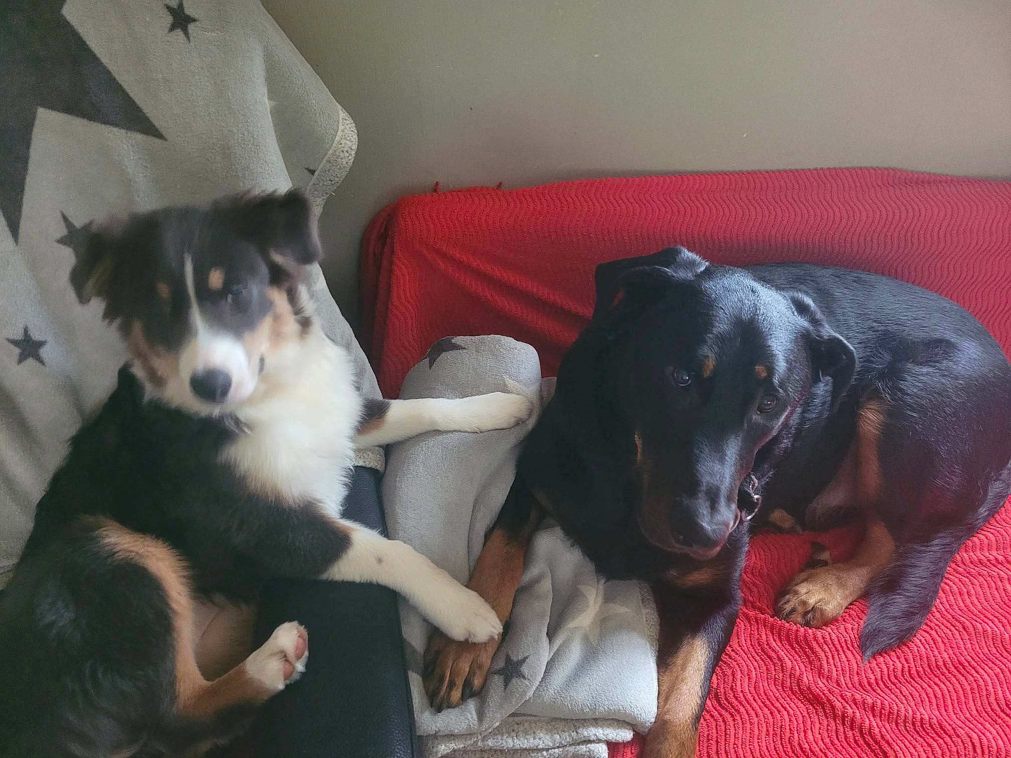 Denver participe au concours pour gagner de l'argent avec cette photo : border_collie, canidae, carnivore, comfort, companion_dog, couch, dog, dog_breed, fur, guard_dog, herding_dog, living_room, mcnab, puppy, snout, sporting_group, whiskers, working_animal, working_dog