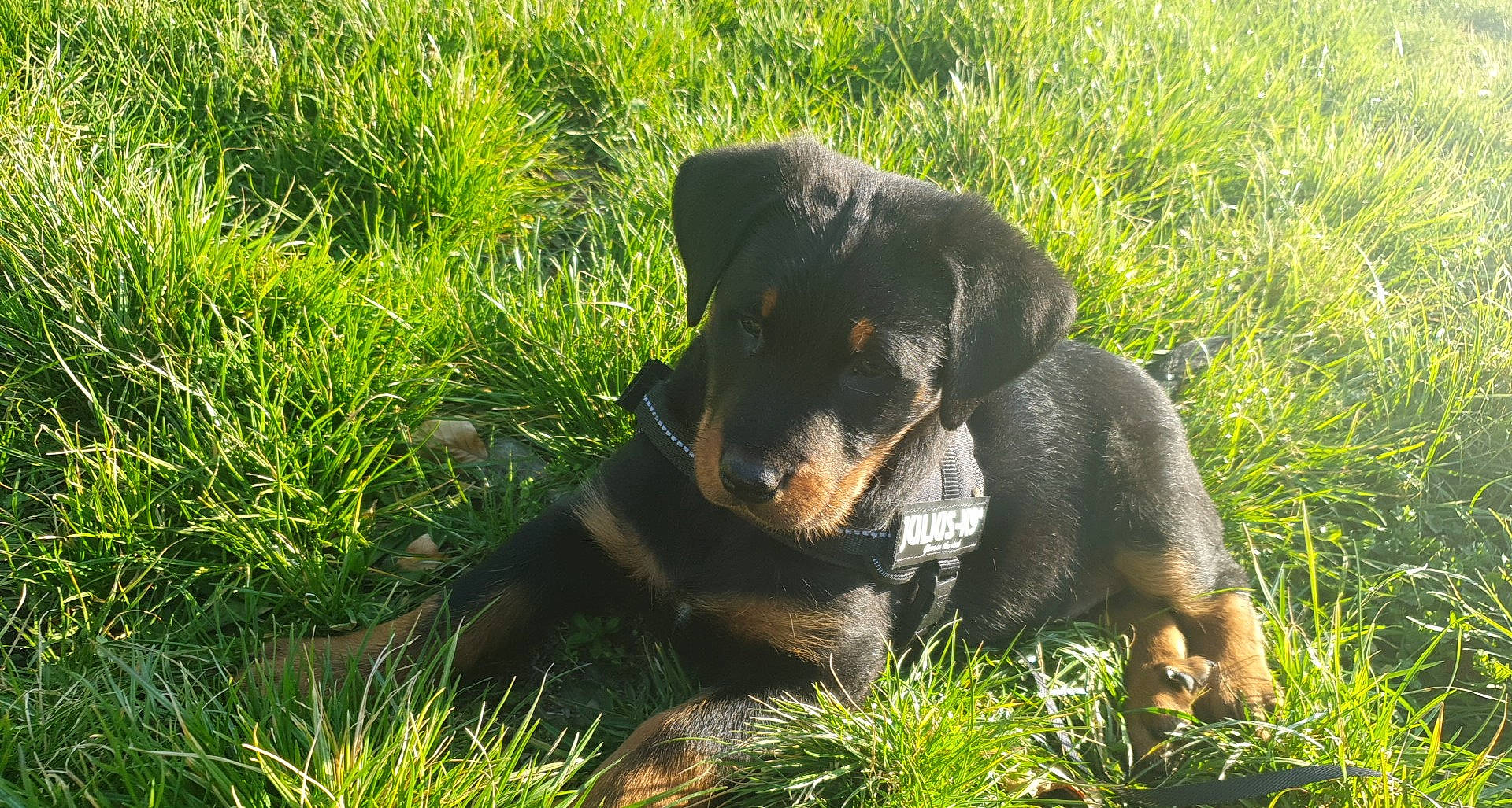 Denver participe au concours pour gagner de l'argent avec cette photo : canidae, canis_panther, carnivore, companion_dog, dog, dog_breed, grass, grassland, groundcover, guard_dog, hunting_dog, paw, plant, rottweiler, sporting_group, terrestrial_animal, working_animal, working_dog