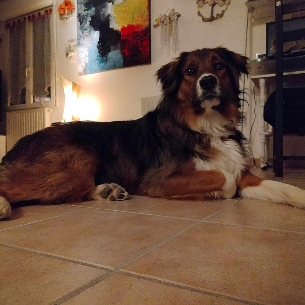 Aïko participe au concours pour gagner de l'argent avec cette photo : animal, architecture, art, building, canine, couch, dog, fireplace, furniture, hound, indoors, interiordesign, livingroom, painting, pet, plant, pottedplant, puppy, room, wood