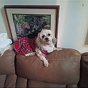 Kisses is registered to the contest to win money with this photo: animal, brown, companion, couch, cozy, cute, decor, dog, domestic, framed_painting, furniture, indoor, leather, pet, plaid_dress, portrait, relaxed, sitting, small_dog, wall