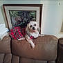 animal, brown, companion, couch, cozy, cute, decor, dog, domestic, framed_painting, furniture, indoor, leather, pet, plaid_dress, portrait, relaxed, sitting, small_dog, wall