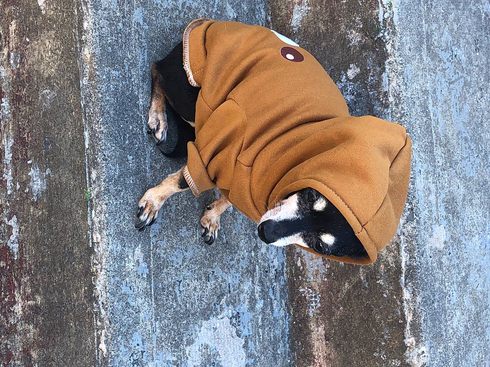 Krados joined the competition — help win amazing prizes! art, asphalt, canidae, cap, carnivore, dog_breed, dog_clothes, electric_blue, fashion_accessory, fawn, grass, personal_protective_equipment, road_surface, snout, sporting_group, tail, terrestrial_animal, toy, wildlife, wood