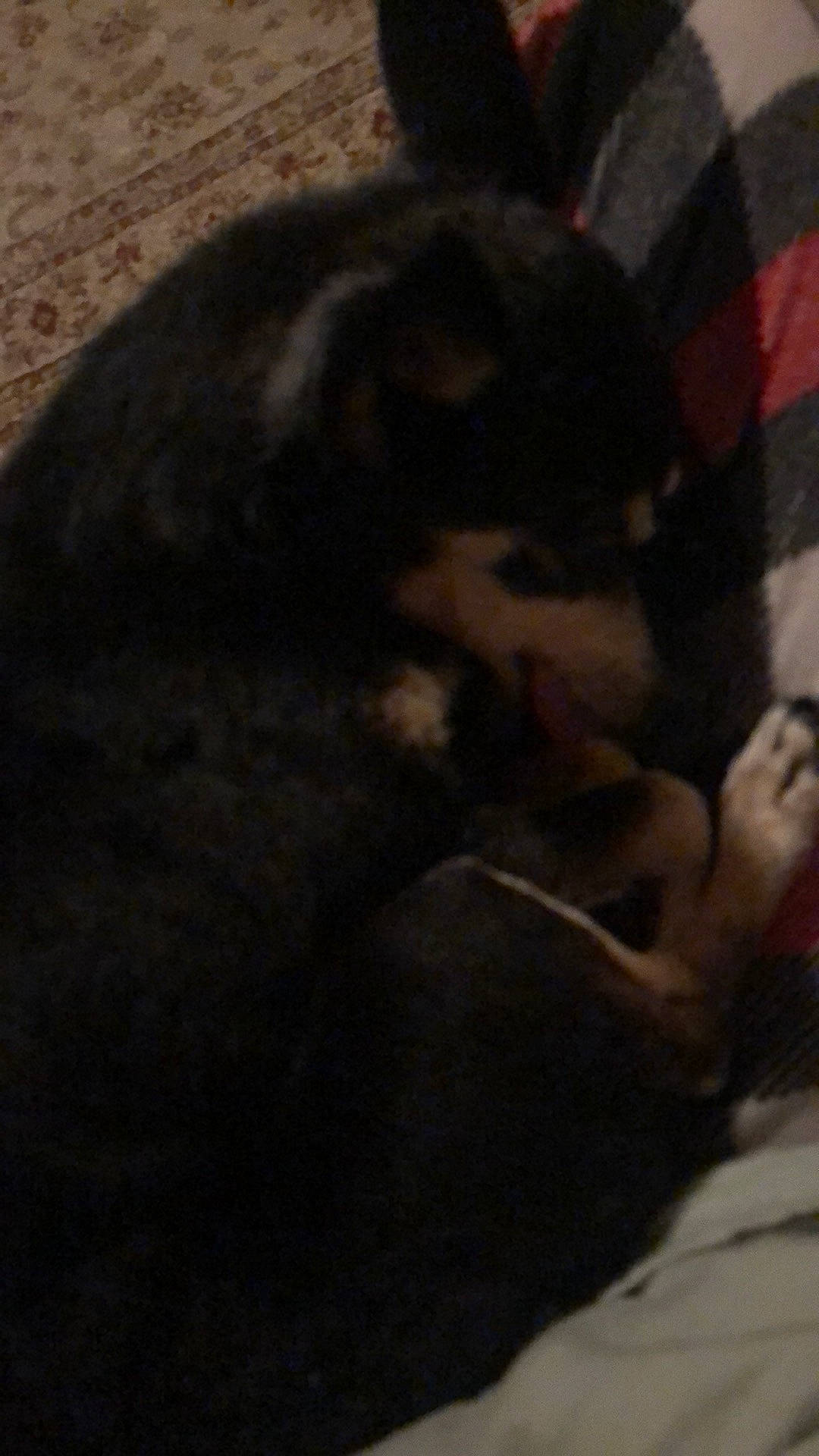 Krados is registered to the contest to win money with this photo: canidae, carnivore, comfort, companion_dog, darkness, dog_breed, fawn, felidae, flooring, fur, human_leg, paw, small_to_medium_sized_cats, snout, sporting_group, tail, terrestrial_animal, thigh, tints_and_shades, whiskers