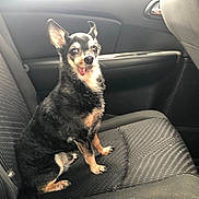 Krados joined the competition — help win amazing prizes! animal, black_fur, canine, car_seat, companion, cute, dog, domestic_animal, ears_up, furry, inside_car, pet, playful, portrait, seat, sitting, small_dog, tan_fur, tongue_out, vehicle_interior