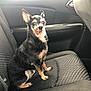 animal, black_fur, canine, car_seat, companion, cute, dog, domestic_animal, ears_up, furry, inside_car, pet, playful, portrait, seat, sitting, small_dog, tan_fur, tongue_out, vehicle_interior