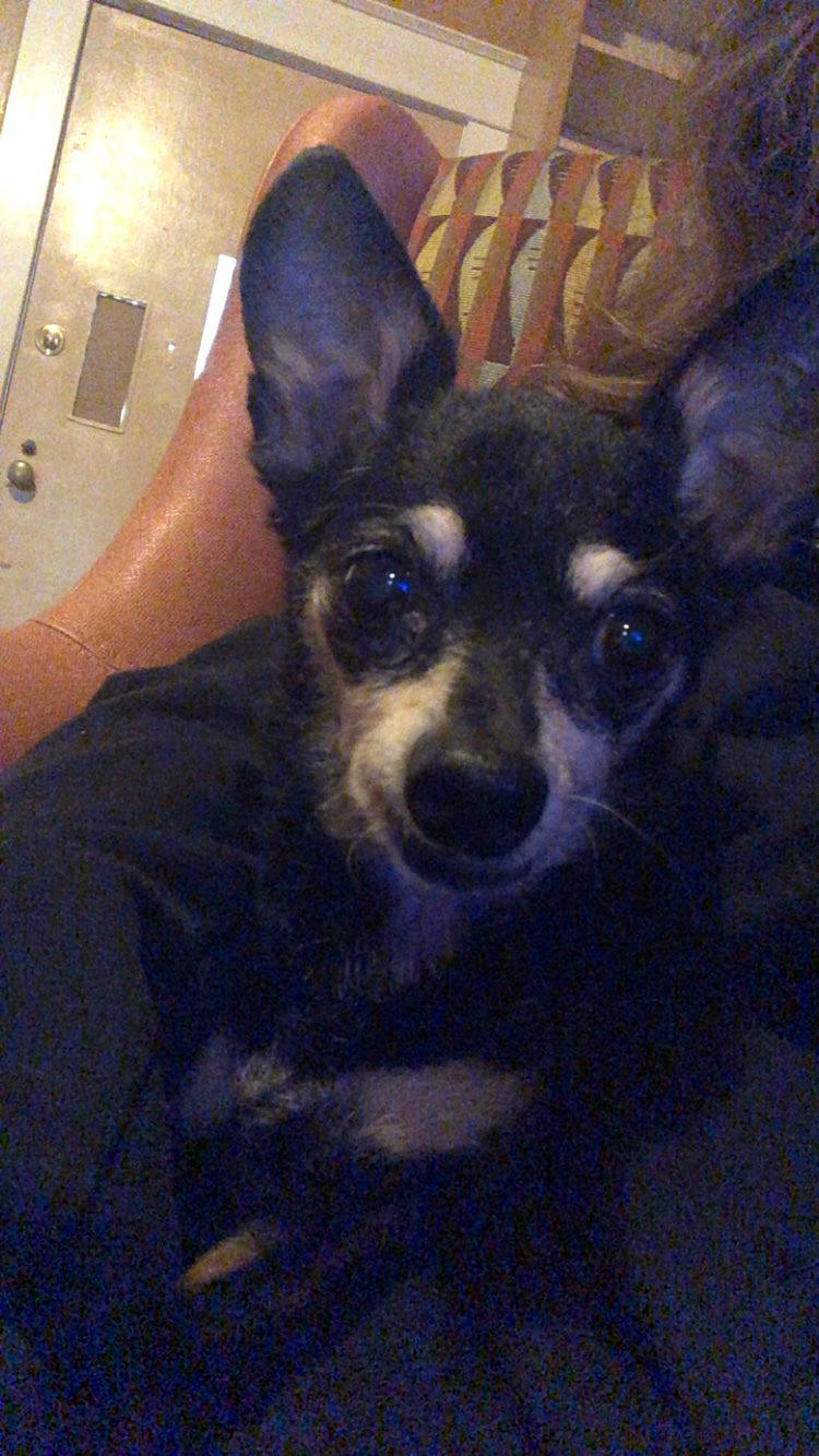 Krados is registered to the contest to win money with this photo: canidae, carnivore, chihuahua, companion_dog, corgi_chihuahua, dog, dog_breed, dog_supply, ear, fawn, fur, non_sporting_group, snout, toy_dog, whiskers, working_animal