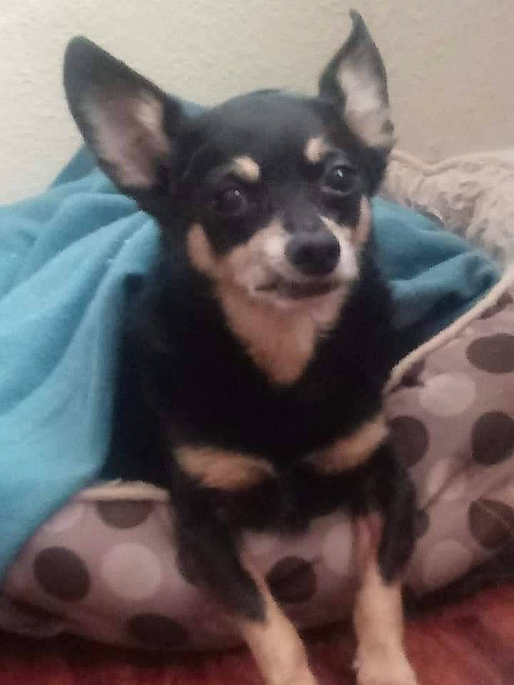 Krados joined the competition — help win amazing prizes! canidae, carnivore, comfort, companion_dog, corgi_chihuahua, dog, dog_breed, ear, eye, fawn, fur, non_sporting_group, paw, puppy, sitting, snout, sporting_group, toy_dog, whiskers, working_animal