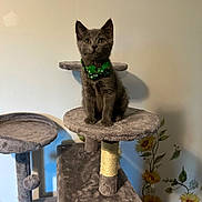 Bluebell joined the competition — help win amazing prizes! kitten, cat, cat_tree, bow_tie, gray_cat, pet, indoor, feline, curious, plush, toy, plant, flower, sitting, young_cat, cute, animal, domestic_animal, furniture, decor