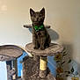 kitten, cat, cat_tree, bow_tie, gray_cat, pet, indoor, feline, curious, plush, toy, plant, flower, sitting, young_cat, cute, animal, domestic_animal, furniture, decor