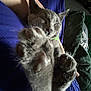 Bluebell is registered to the contest to win money with this photo: kitten, gray_cat, paw, sleeping, close_up, furry, pet, cozy, blanket, purple, relaxed, cute, animal, indoor, resting, paw_pads, soft, domestic_cat, feline, snuggling