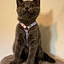 Bluebell joined the competition — help win amazing prizes! kitten, cat, gray_cat, pet, animal, feline, sitting, harness, curious, soft_fur, indoor, cat_perch, cute, young_cat, whiskers, ears, paws, looking_up, domestic_cat, fluffy