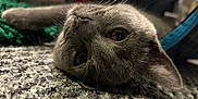 Bluebell is registered to the contest to win money with this photo: cat, gray_cat, pet, whiskers, carpet, texture, close_up, animal, feline, indoor, laying_down, curious, soft_lighting, head_tilt, fur, cute, domestic_cat, relaxed, eye_contact, cozy