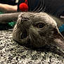 cat, gray_cat, pet, whiskers, carpet, texture, close_up, animal, feline, indoor, laying_down, curious, soft_lighting, head_tilt, fur, cute, domestic_cat, relaxed, eye_contact, cozy