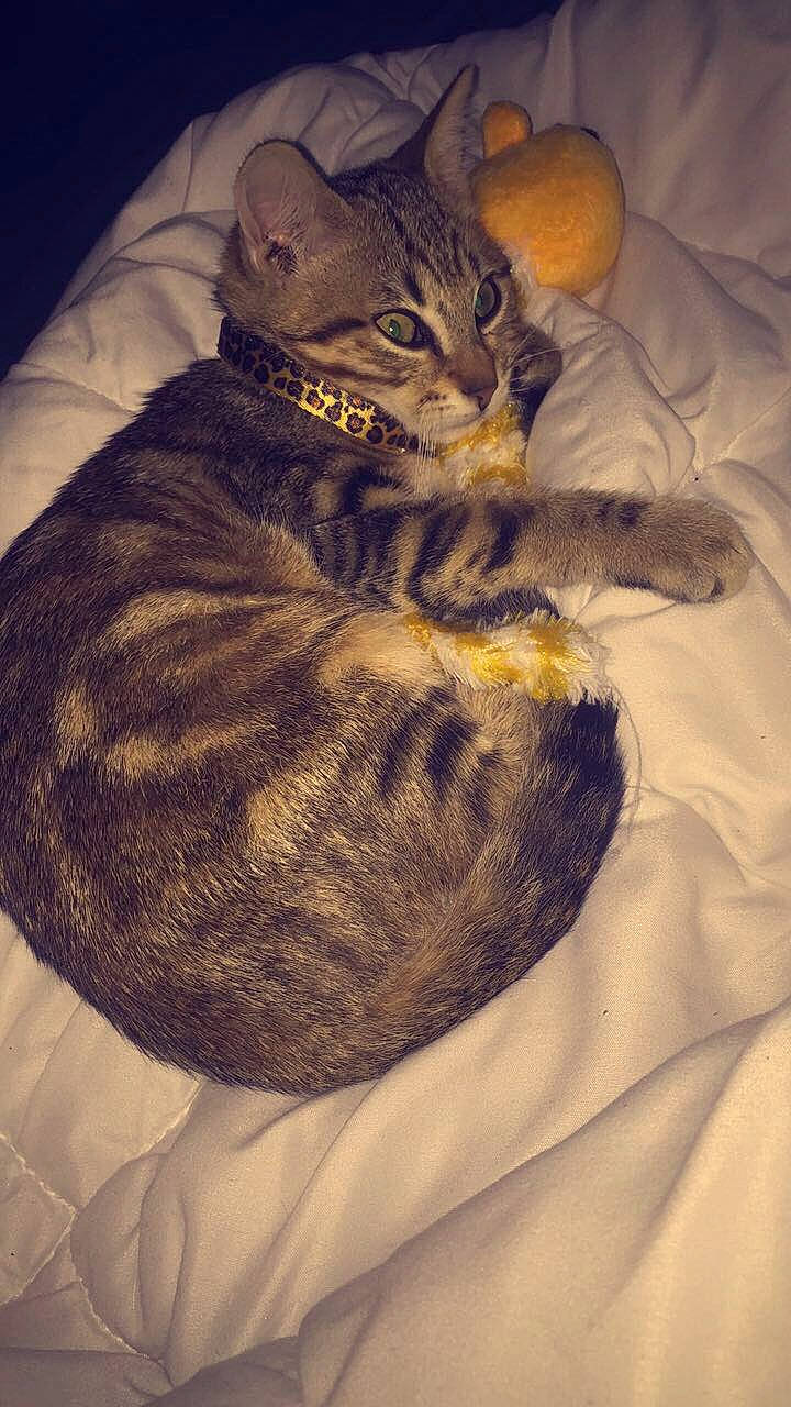 Alba a rejoint le concours — aidez-le/la à gagner de superbes lots ! bed, carnivore, cat, claw, comfort, domestic_short_haired_cat, fawn, felidae, fur, linens, nap, pattern, paw, sitting, small_to_medium_sized_cats, tail, terrestrial_animal, tree, whiskers