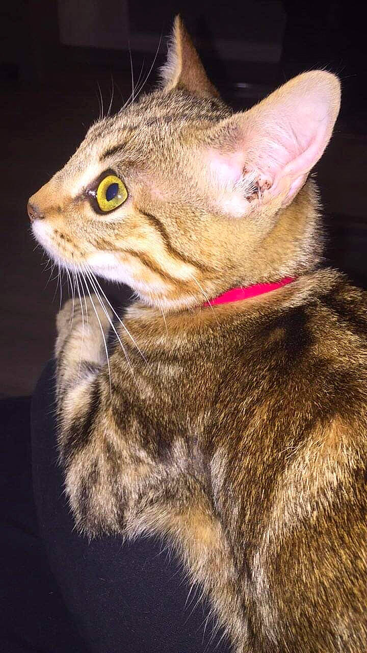 Alba participe au concours pour gagner de l'argent avec cette photo : biting, carnivore, cat, claw, close_up, domestic_short_haired_cat, felidae, fur, iris, small_to_medium_sized_cats, snout, tail, terrestrial_animal, whiskers, wildlife