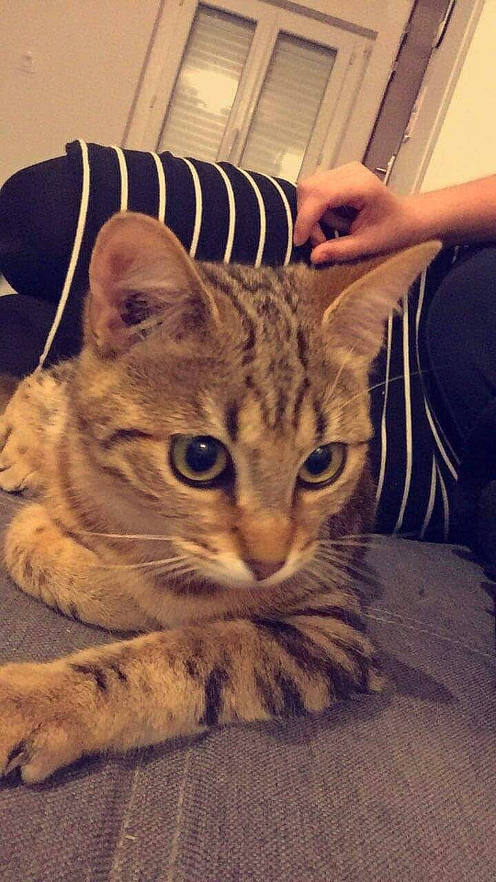 Alba a rejoint le concours — aidez-le/la à gagner de superbes lots ! arm, carnivore, cat, comfort, domestic_short_haired_cat, ear, eye, felidae, fur, hand, head, human_body, leg, paw, photo_caption, sitting, small_to_medium_sized_cats, snout, whiskers, wood