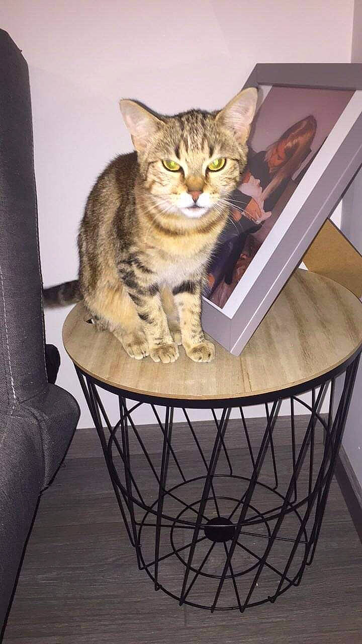 Alba participe au concours pour gagner de l'argent avec cette photo : basket, carnivore, cat, cat_supply, chair, comfort, couch, domestic_short_haired_cat, felidae, fur, furniture, outdoor_table, pet_supply, rectangle, sitting, small_to_medium_sized_cats, table, whiskers, wicker, wood