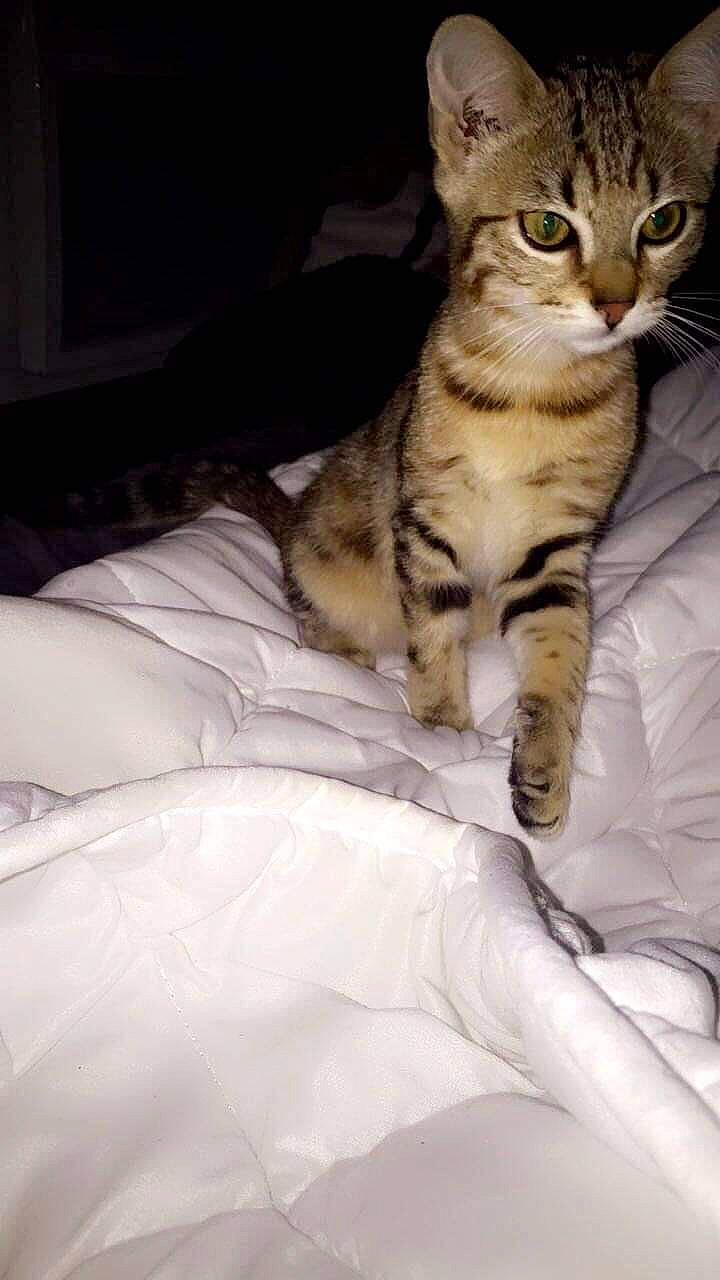 Alba participe au concours pour gagner de l'argent avec cette photo : bed, carnivore, cat, claw, comfort, domestic_short_haired_cat, felidae, fur, linens, paw, sitting, small_to_medium_sized_cats, tail, terrestrial_animal, whiskers