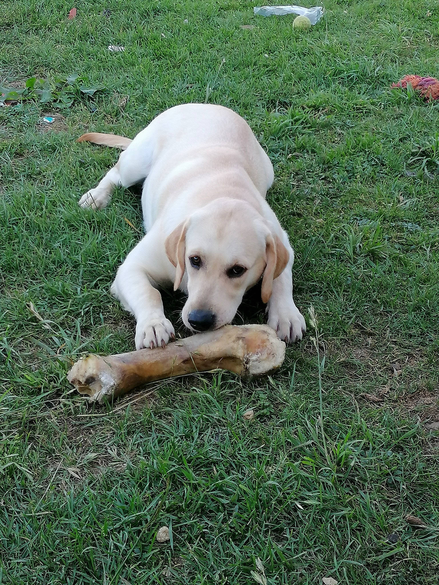 Pandora participe au concours pour gagner de l'argent avec cette photo : beagador, canidae, carnivore, companion_dog, dog, dog_breed, fawn, grass, hunting_dog, labrador_retriever, mammal, pointer, puppy, retriever, snout, sporting_group, tail, vertebrate