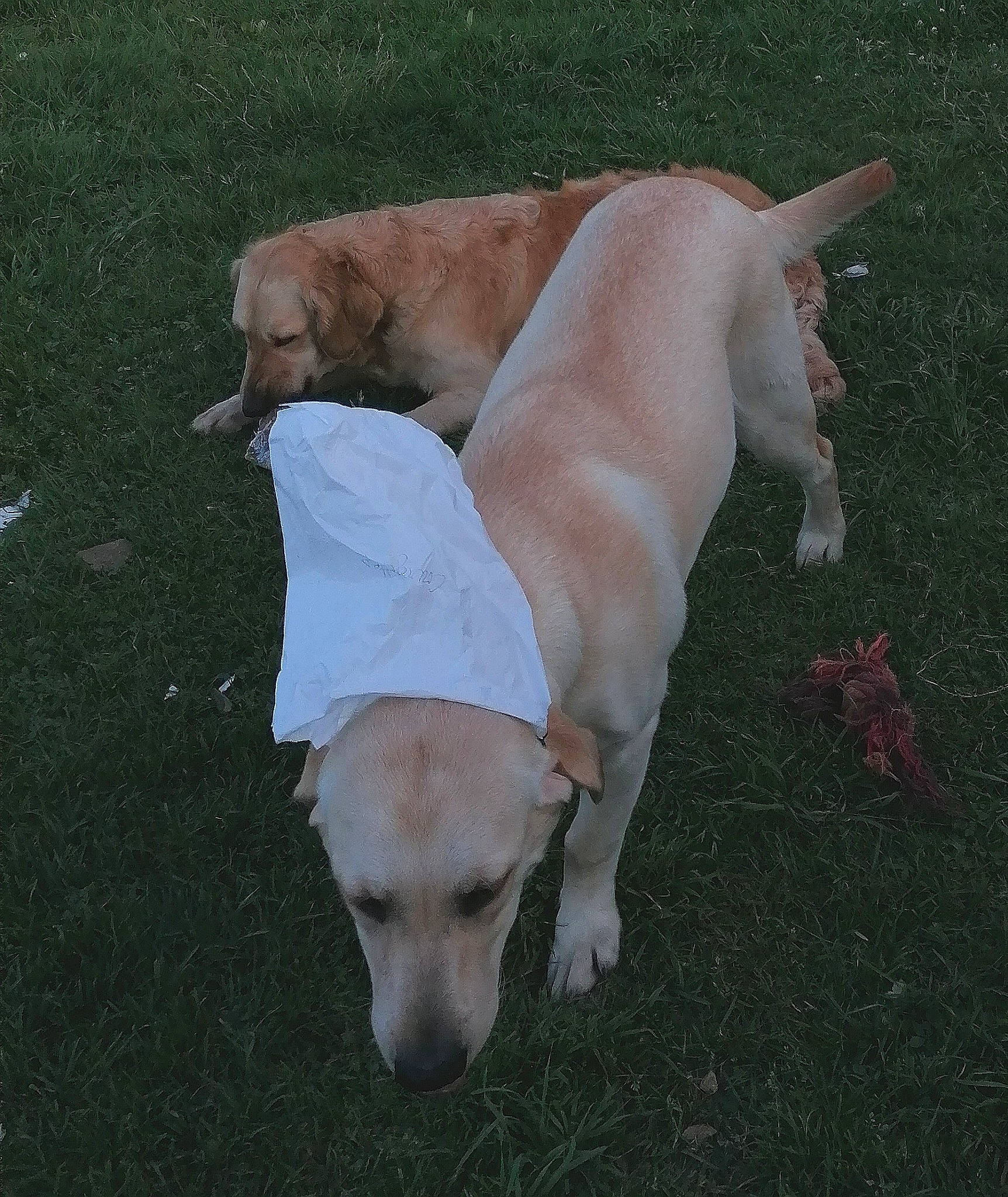 Pandora a rejoint le concours — aidez-le/la à gagner de superbes lots ! canidae, carnivore, companion_dog, dog, dog_breed, fawn, labrador_retriever, mammal, retriever, snout, sporting_group, tail, vertebrate