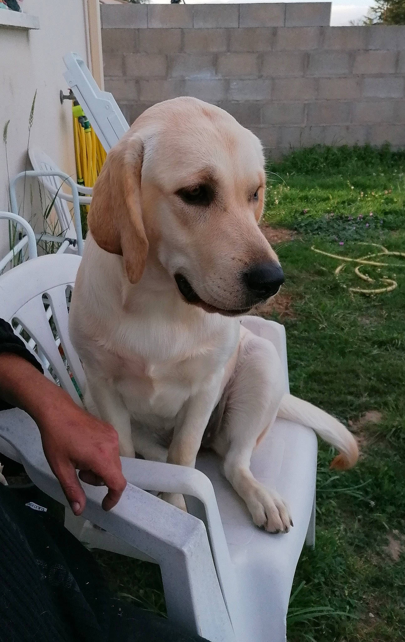 Pandora a rejoint le concours — aidez-le/la à gagner de superbes lots ! canidae, carnivore, companion_dog, dog, dog_breed, fawn, hunting_dog, labrador_retriever, mammal, pointing_breed, rajapalayam, rare_breed_dog, retriever, snout, sporting_group, tail, vertebrate