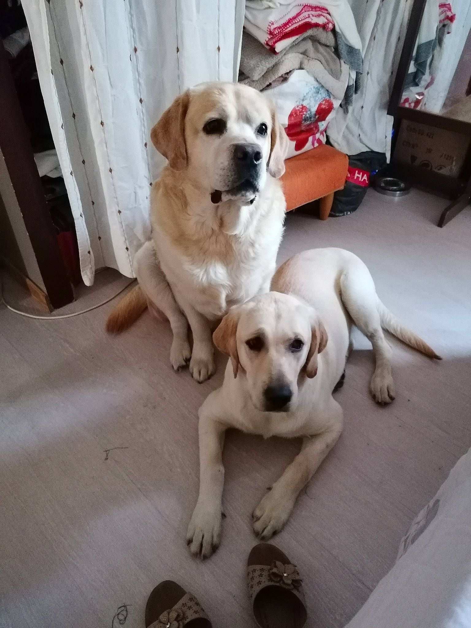 Pandora participe au concours pour gagner de l'argent avec cette photo : adventure, beagador, canidae, carnivore, companion_dog, dog, dog_breed, fawn, labrador_retriever, mammal, puppy, rare_breed_dog, retriever, snout, sporting_group, tail, vertebrate