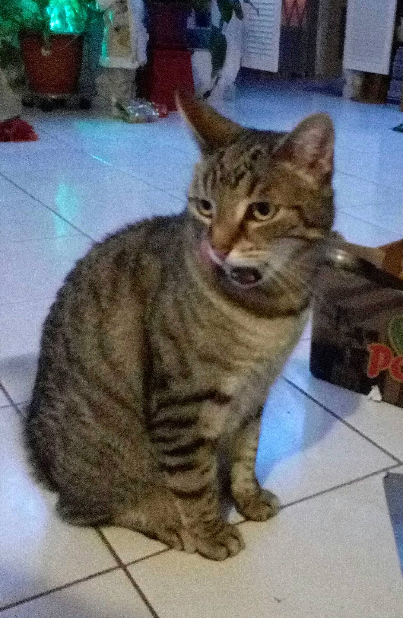 Hooble participe au concours pour gagner de l'argent avec cette photo : aegean_cat, arabian_mau, asian, australian_mist, california_spangled, carnivore, cat, domestic_short_haired_cat, dragon_li, egyptian_mau, european_shorthair, felidae, kitten, mammal, ocicat, pixie_bob, small_to_medium_sized_cats, tabby_cat, vertebrate, whiskers