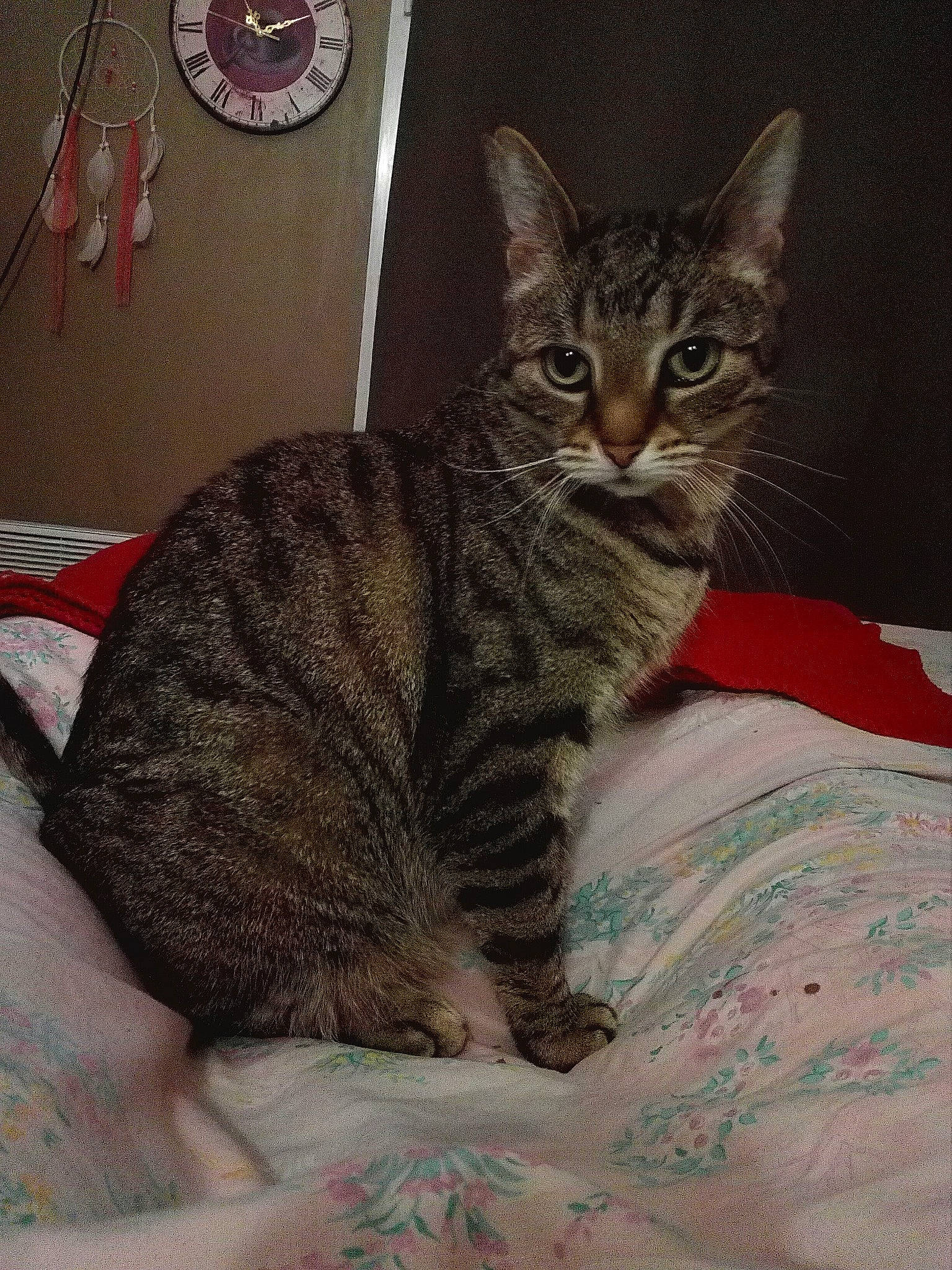 Hooble a rejoint le concours — aidez-le/la à gagner de superbes lots ! american_shorthair, american_wirehair, arabian_mau, asian, australian_mist, california_spangled, carnivore, cat, domestic_short_haired_cat, dragon_li, european_shorthair, felidae, kitten, mammal, ocicat, pixie_bob, small_to_medium_sized_cats, tabby_cat, vertebrate, whiskers