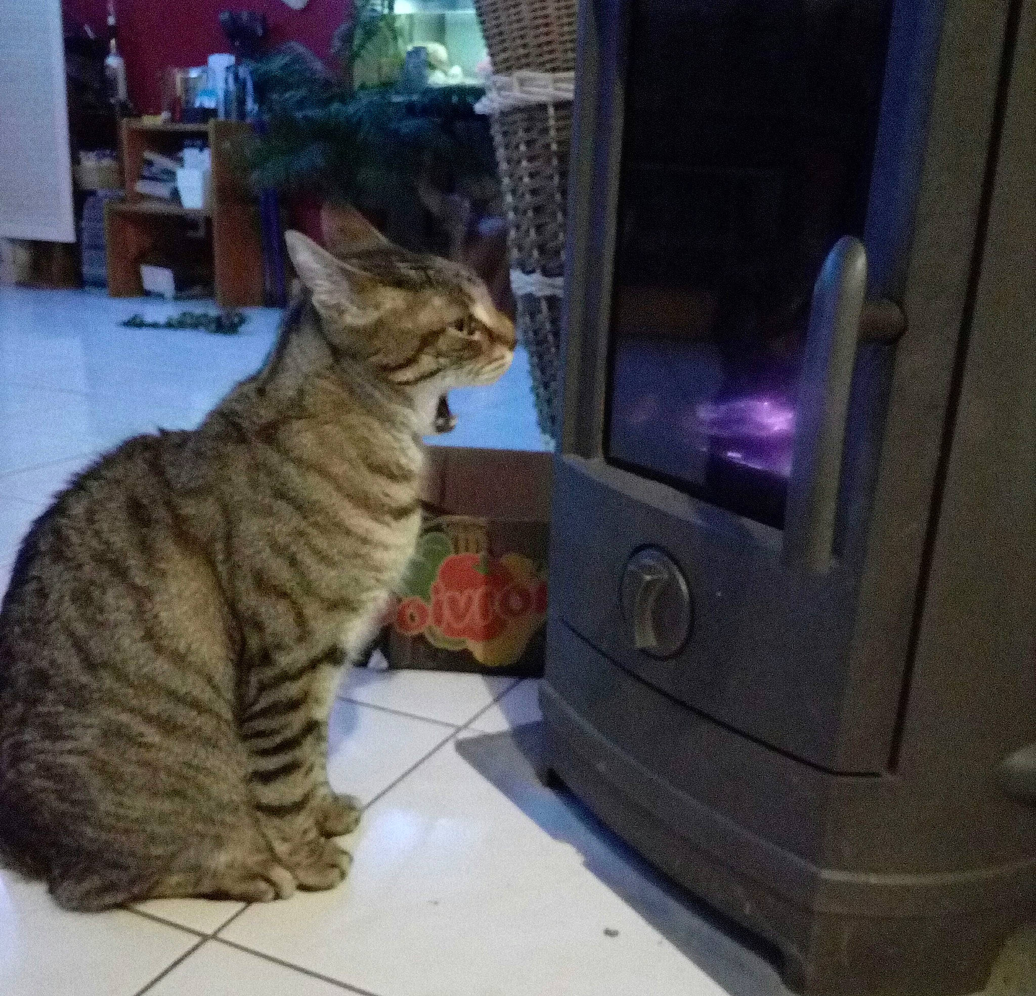 Hooble participe au concours pour gagner de l'argent avec cette photo : asian, carnivore, cat, domestic_short_haired_cat, dragon_li, egyptian_mau, european_shorthair, felidae, kitten, ocicat, photography, pixie_bob, polydactyl_cat, small_to_medium_sized_cats, snapshot, tabby_cat, tail, toyger, whiskers