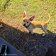 Morocco is registered to the contest to win money with this photo: dog, puppy, outdoor, grass, dirt, sunlight, ears, collar, animal, pet, curious, small_dog, nature, ground, shadow, daylight, looking_up, tan_color, canine, standing