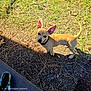 dog, puppy, outdoor, grass, dirt, sunlight, ears, collar, animal, pet, curious, small_dog, nature, ground, shadow, daylight, looking_up, tan_color, canine, standing
