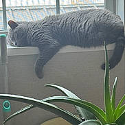 Storm is registered to the contest to win money with this photo: cat, gray_cat, sleeping, windowsill, window, indoor, aloe_plant, plant, green, paw, fur, relaxing, cozy, household, screen, natural_light, resting, pet, animal, home