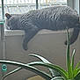 cat, gray_cat, sleeping, windowsill, window, indoor, aloe_plant, plant, green, paw, fur, relaxing, cozy, household, screen, natural_light, resting, pet, animal, home