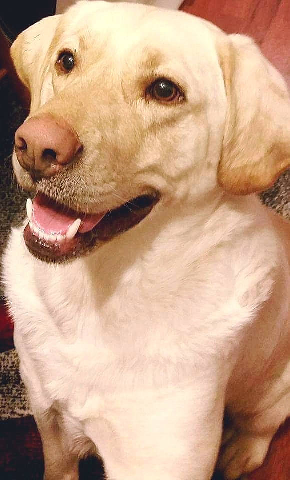 Camo is registered to the contest to win money with this photo: beagador, canidae, carnivore, companion_dog, dog, dog_breed, fawn, golden_retriever, hunting_dog, labrador_retriever, mammal, nose, puppy, rare_breed_dog, retriever, snout, sporting_group, vertebrate, whiskers