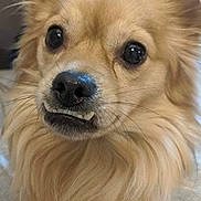 Jacoby is registered to the contest to win money with this photo: adorable, animal, canine, close_up, companion, cute, dog, expression, eyes, face, fluffy, friendly, fur, indoor, light_brown, muzzle, pet, portrait, teeth, whiskers